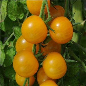 Tomato Cherry 'Sungold'